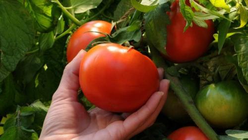 Чем опрыскивать помидоры от пустоцвета