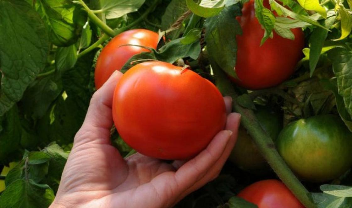 Чем опрыскивать помидоры от пустоцвета